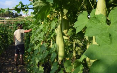 Esponjas ecológicas: un pequeño cambio que impacta mucho