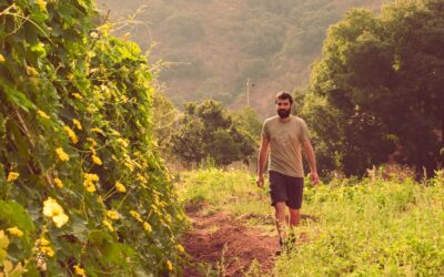Producción nacional de esponjas vegetales: tradición y calidad en cada detalle