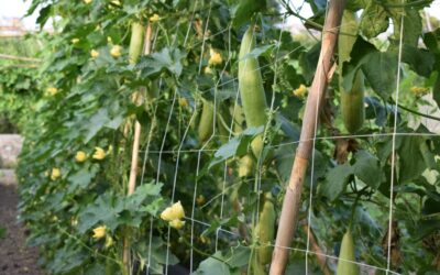 Venta de esponjas naturales: Beneficios, usos y cómo elegir la mejor opción
