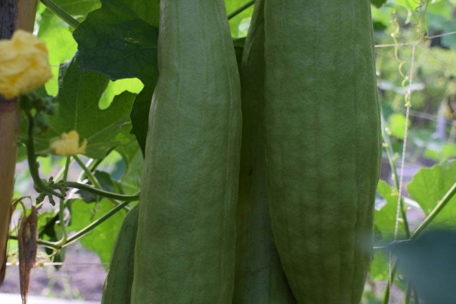 Venta esponjas naturales