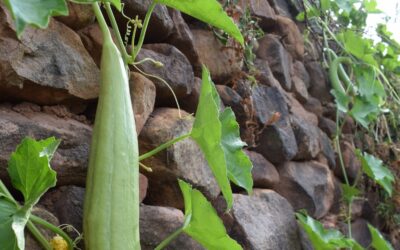 Esponjas de luffa: pequeños gestos que suman mucho