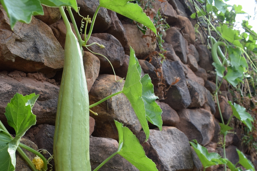 Esponjas de luffa