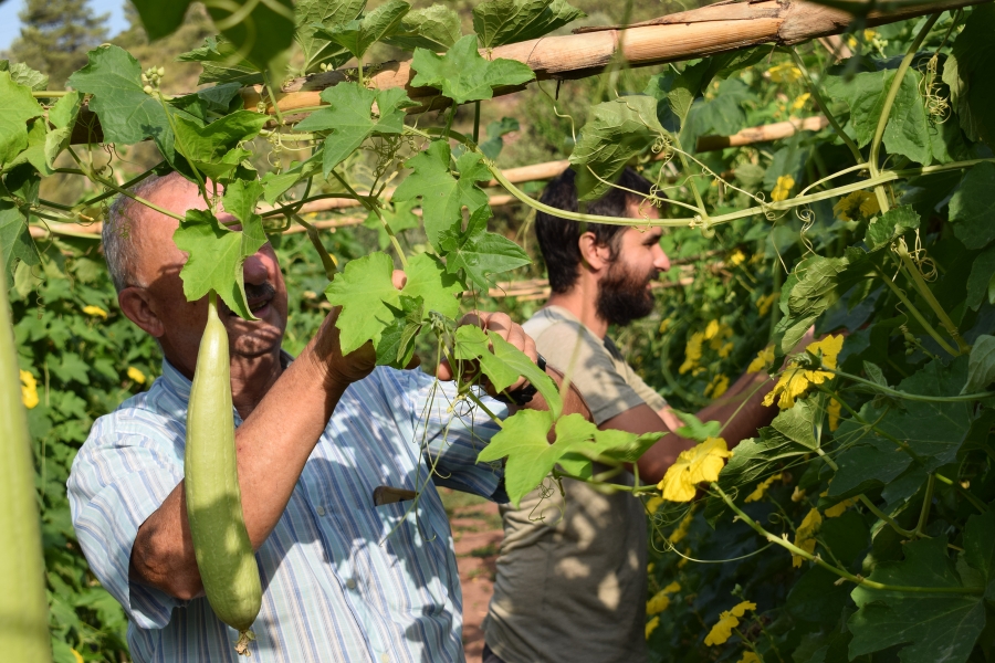 Productores de esponjas vegetales