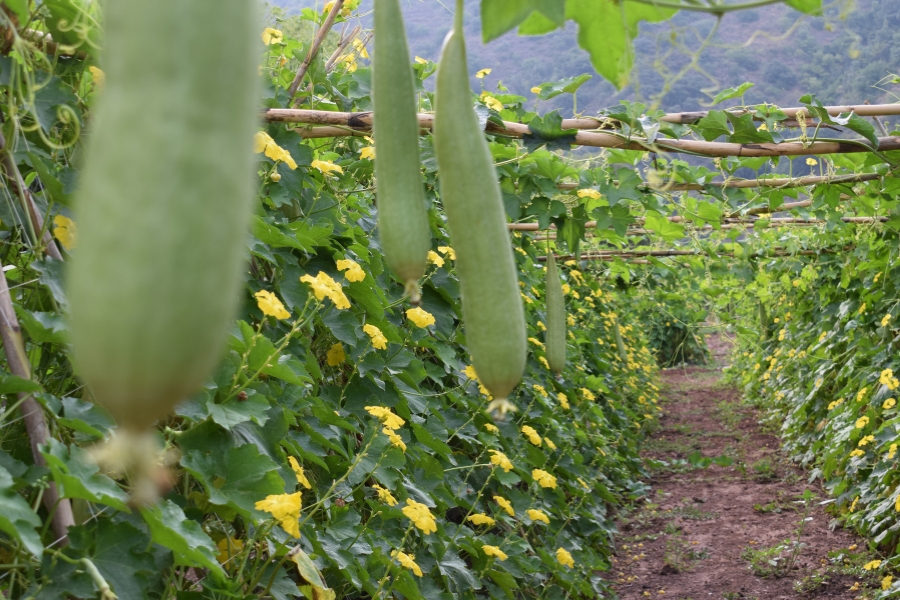Productores esponjas vegetales
