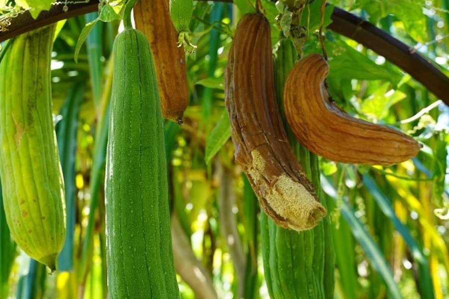 Venta de esponjas ecológicas