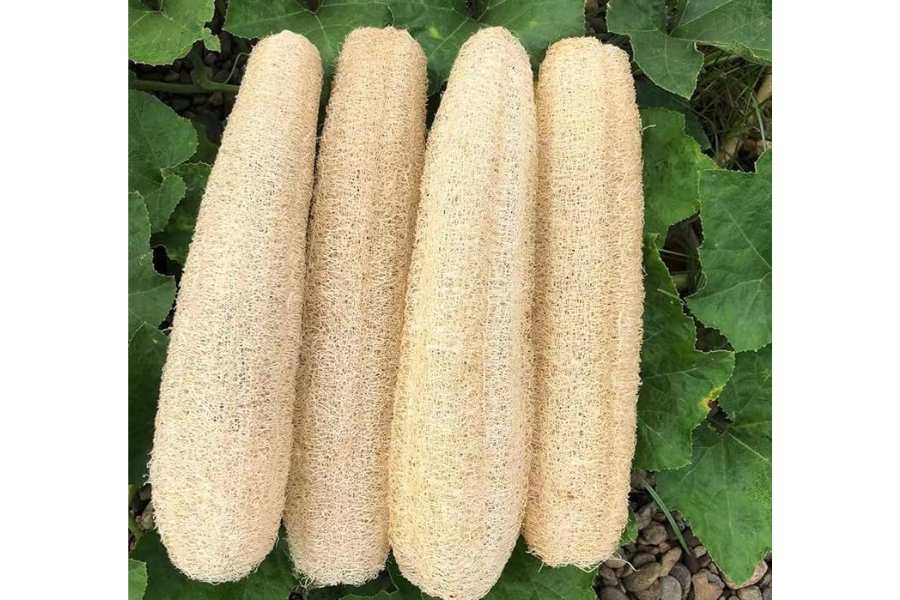 Venta esponjas ecológicas