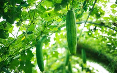 ¿Por qué elegir las esponjas vegetales?