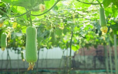 Esponjas Vegetales al por Mayor: Todo lo que Necesitas Saber para Elegir al Mejor Proveedor