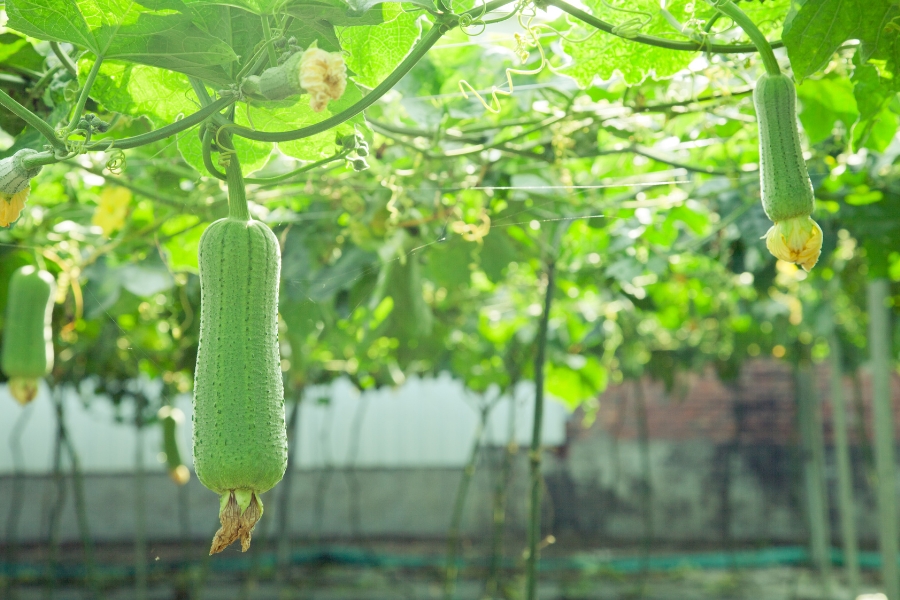 Esponjas vegetales al por mayor Esponjas vegetales al por mayor