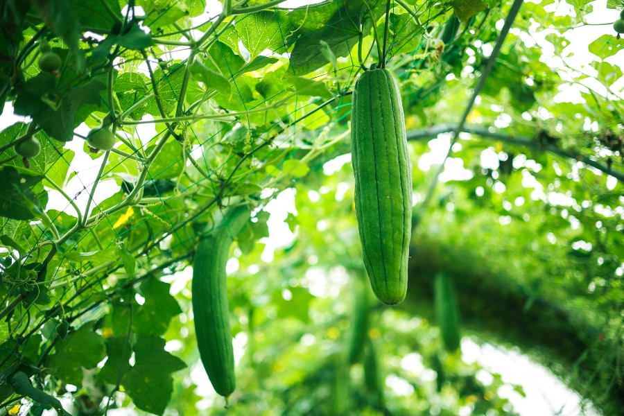 Esponjas vegetales
