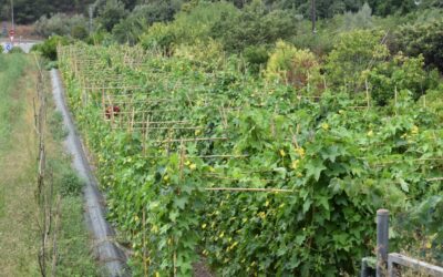 Fabricantes de esponjas de luffa ¿Calidad y sostenibilidad en cada producto?