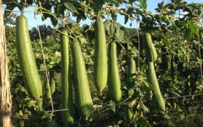 Descubre el trabajo detrás de los productores de esponjas naturales