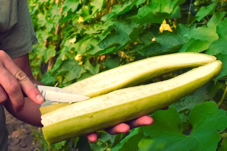Fabricantes de esponjas naturales