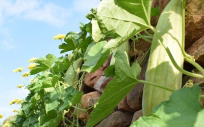 Fabricantes de esponjas vegetales: tradición, calidad y respeto por la naturaleza