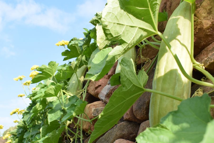 Fabricantes de esponjas vegetales Fabricantes de esponjas vegetales