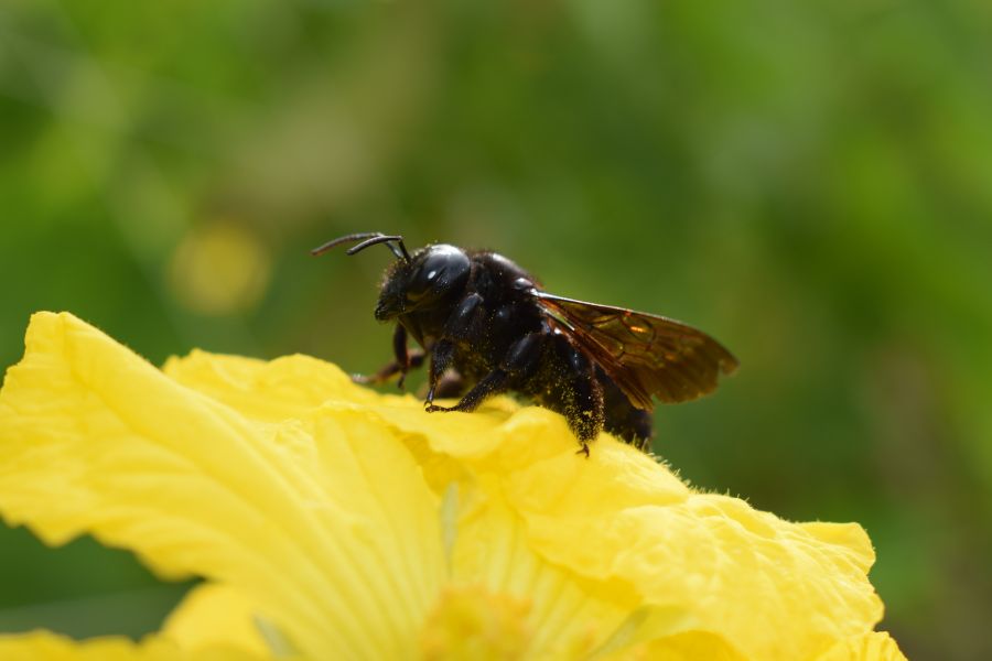 Fabricantes esponjas vegetales