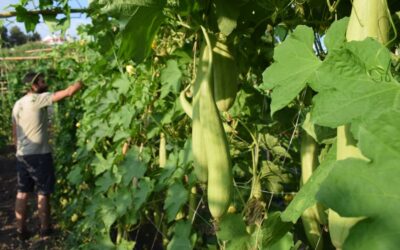 Producción nacional de esponjas ecológicas: una elección consciente que marca la diferencia