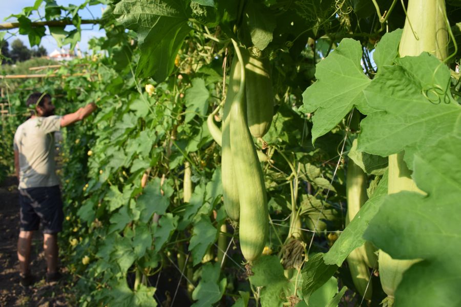 Producción nacional de esponjas ecológicas Producción nacional de esponjas ecológicas
