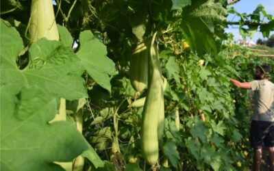 Esponjas ecológicas: una elección consciente que se nota en tu día a día