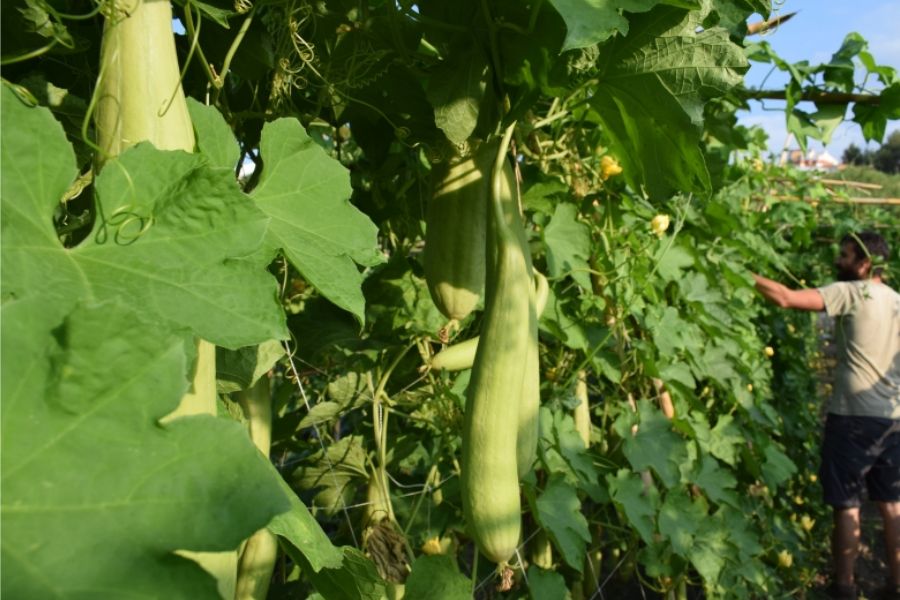 Esponjas ecológicas